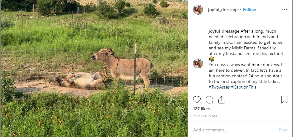Instagram post of two lions in tall grass from joyful_dressage account